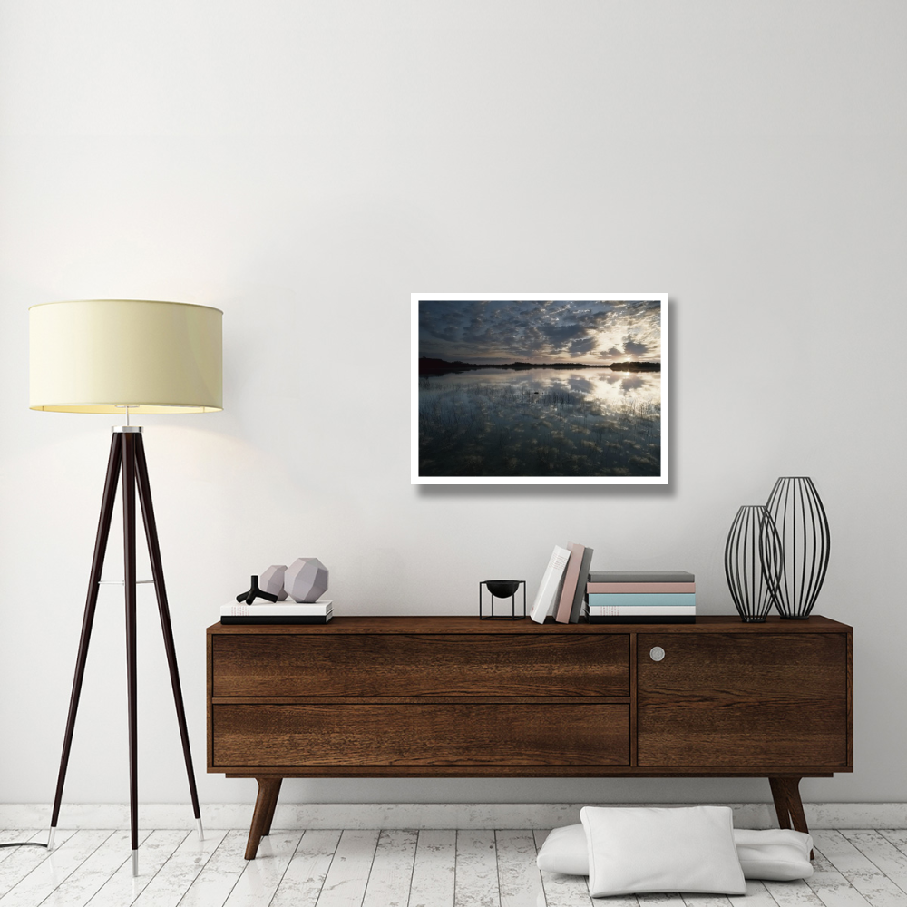 American Alligator in Nine-mile Pond, Everglades National Park, Florida-Paper Art-34&quotx26"