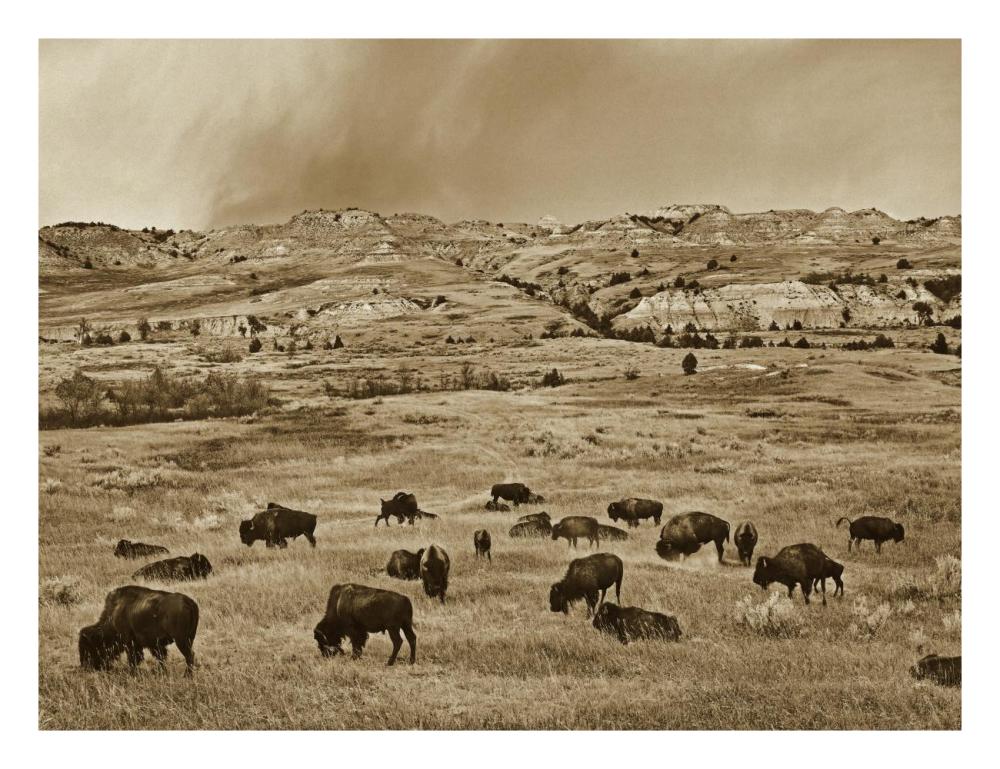 American Bison herd grazing on shortgrass prairie, Theodore Roosevelt National Park, North Dakota-Paper Art-26"x20"