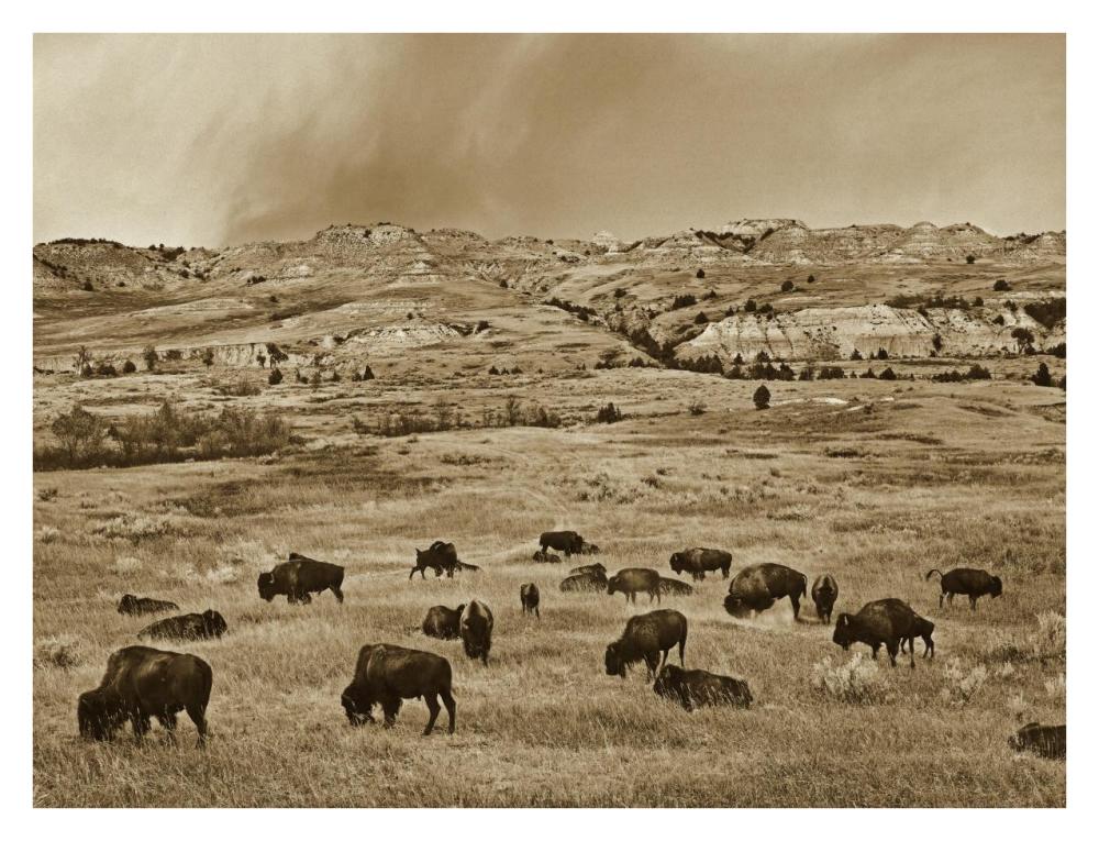 American Bison herd grazing on shortgrass prairie, Theodore Roosevelt National Park, North Dakota-Paper Art-34"x26"