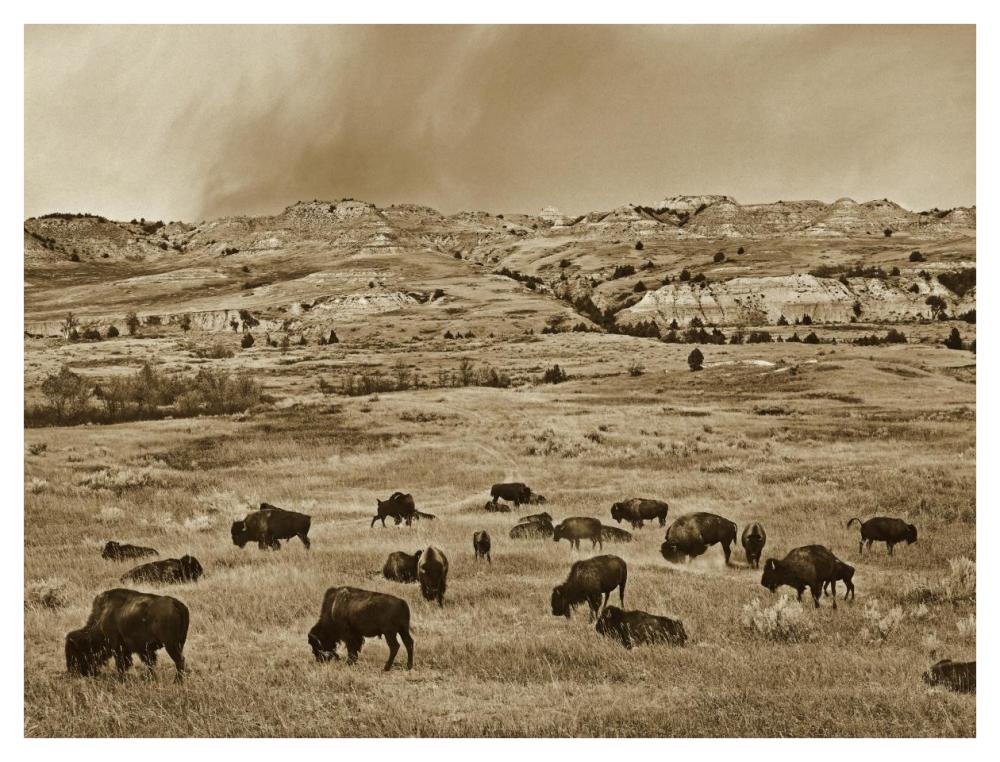 American Bison herd grazing on shortgrass prairie, Theodore Roosevelt National Park, North Dakota-Paper Art-42"x32"