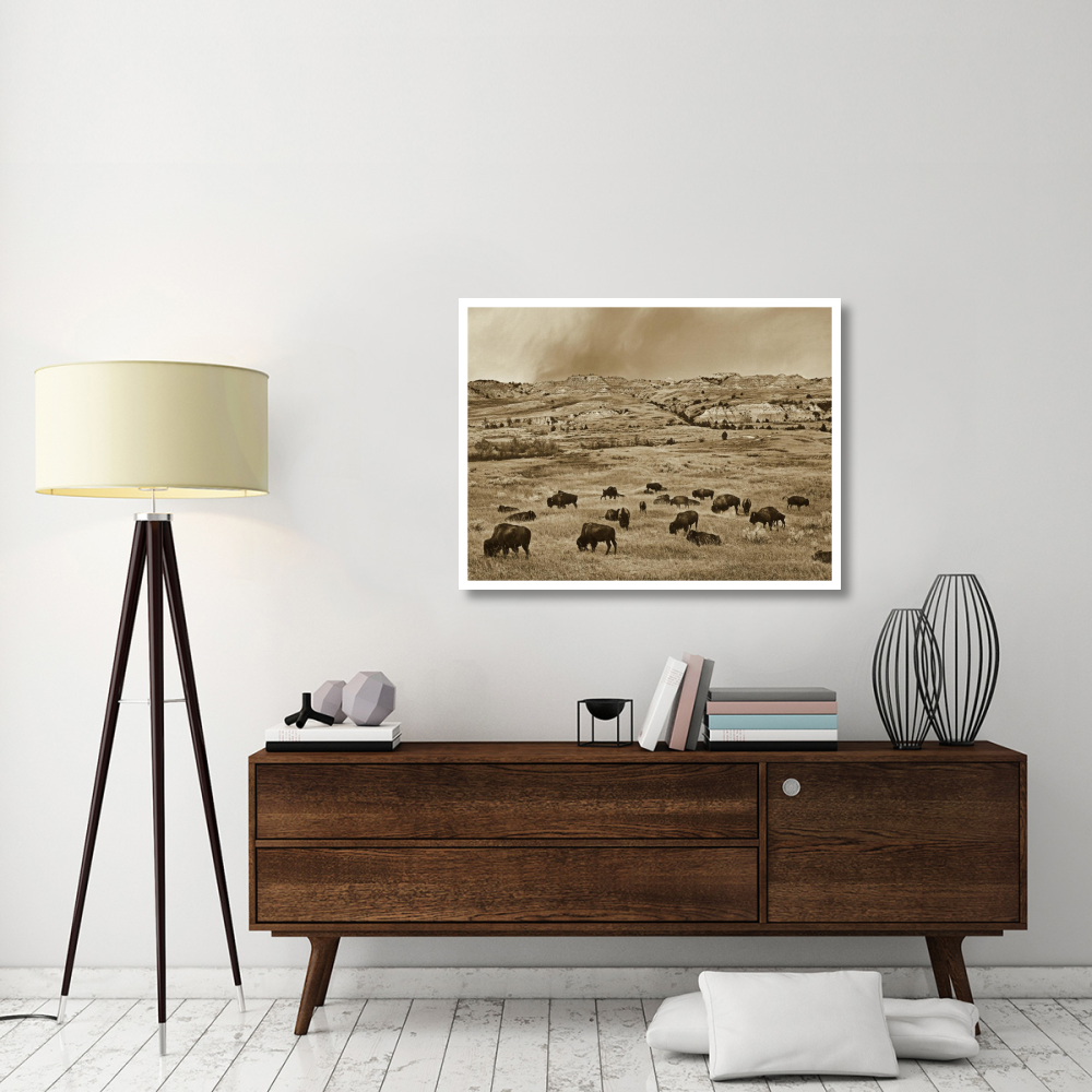 American Bison herd grazing on shortgrass prairie, Theodore Roosevelt National Park, North Dakota-Paper Art-42&quotx32"