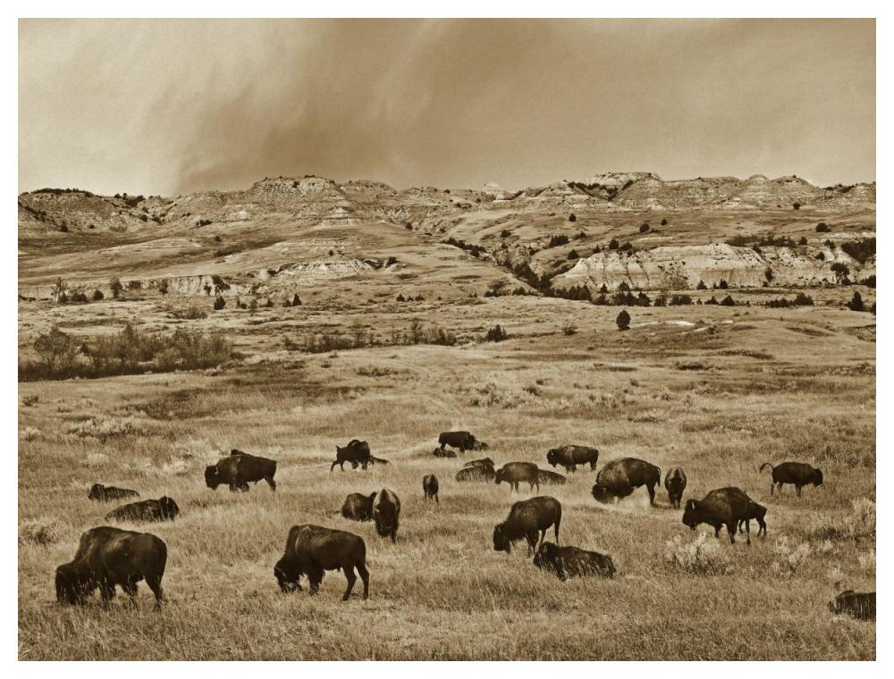American Bison herd grazing on shortgrass prairie, Theodore Roosevelt National Park, North Dakota-Paper Art-50"x38"