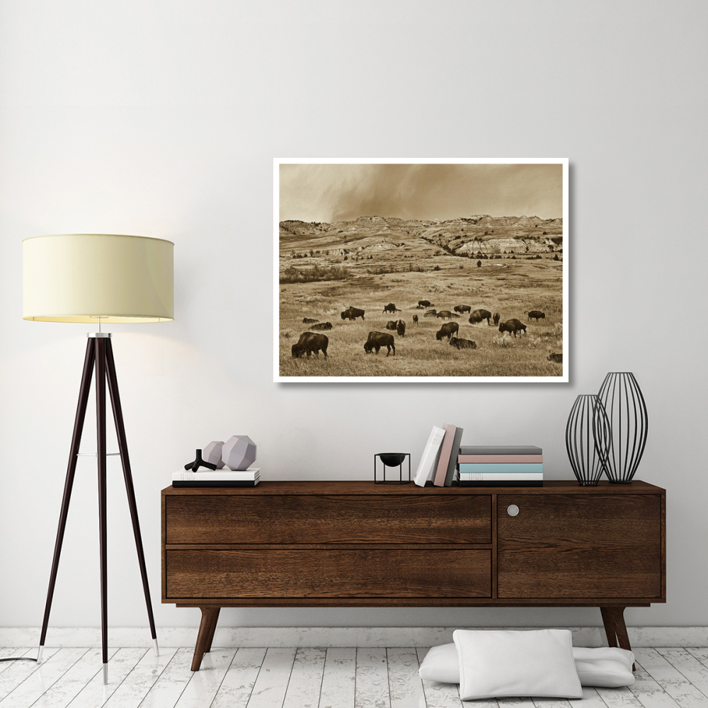 American Bison herd grazing on shortgrass prairie, Theodore Roosevelt National Park, North Dakota-Paper Art-50&quotx38"