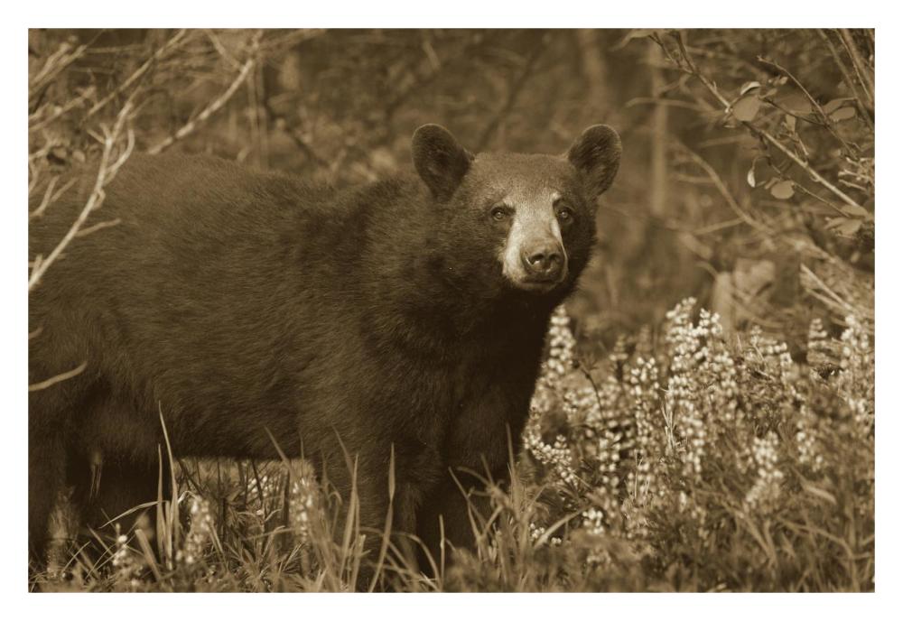 Black Bear portrait, North America-Paper Art-32"x22"