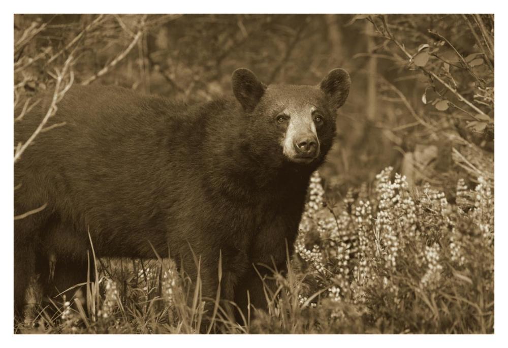 Black Bear portrait, North America-Paper Art-38"x26"