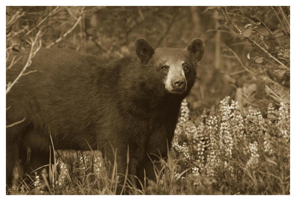 Black Bear portrait, North America-Paper Art-50"x34"