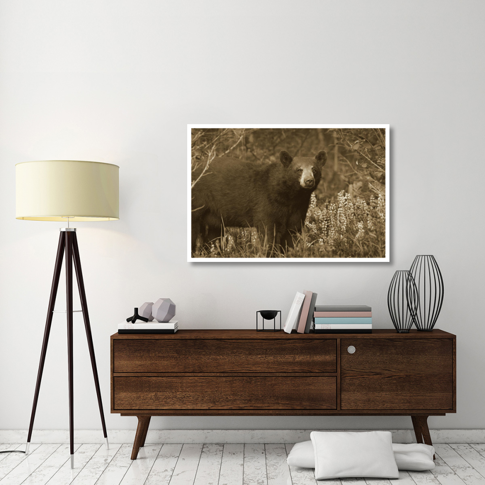 Black Bear portrait, North America-Paper Art-50&quotx34"