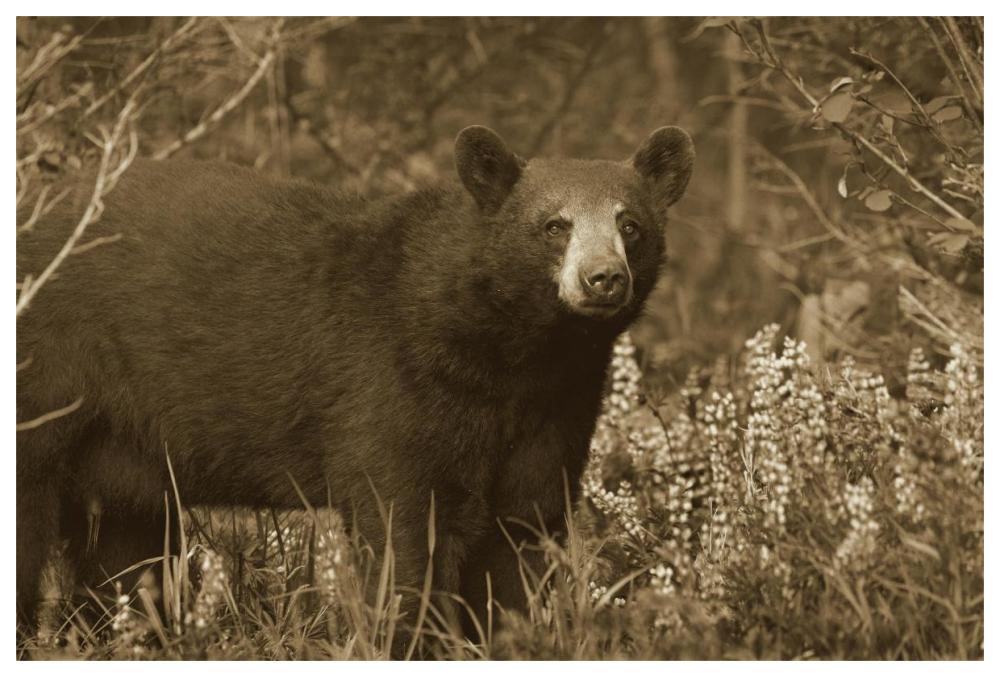 Black Bear portrait, North America-Paper Art-62"x42"