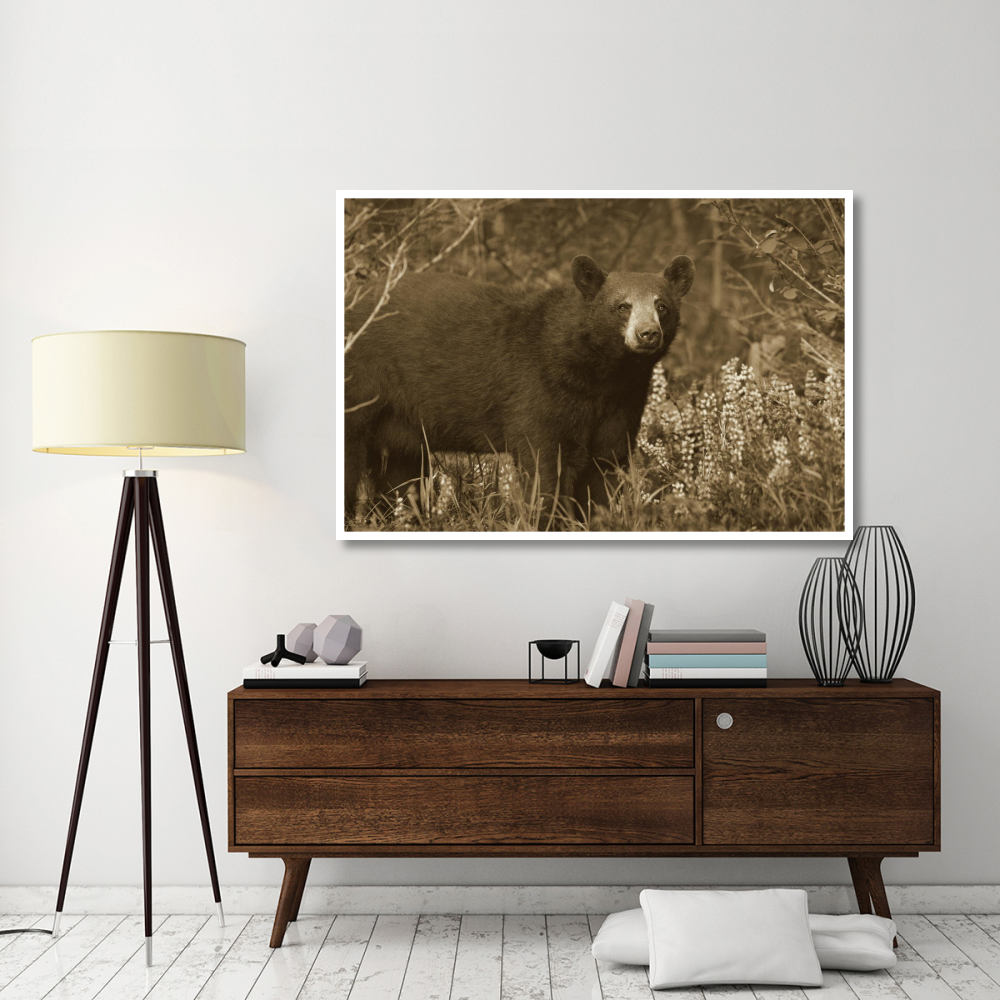 Black Bear portrait, North America-Paper Art-62&quotx42"