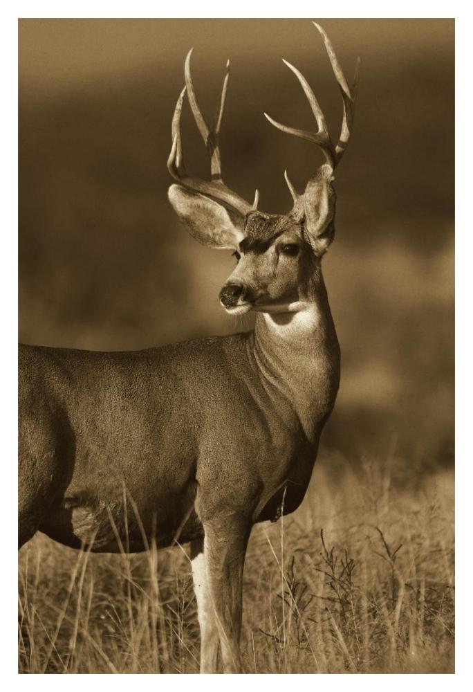 Mule Deer male in dry grass, North America - Sepia-Paper Art-14"x20"