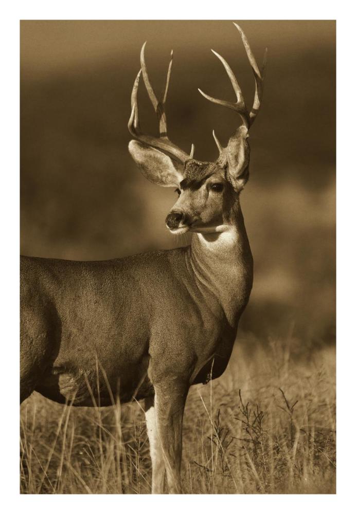 Mule Deer male in dry grass, North America - Sepia-Paper Art-18"x26"