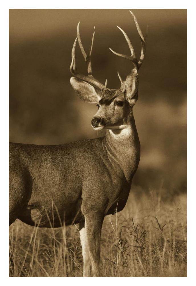 Mule Deer male in dry grass, North America - Sepia-Paper Art-22"x32"