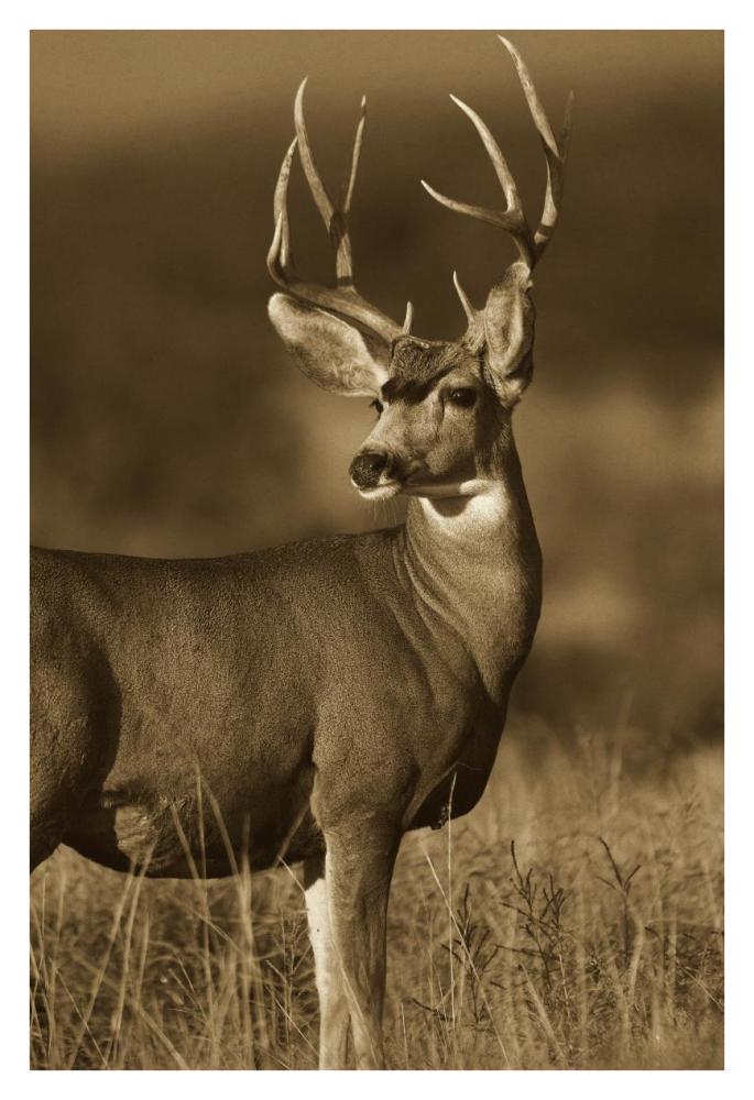 Mule Deer male in dry grass, North America - Sepia-Paper Art-26"x38"