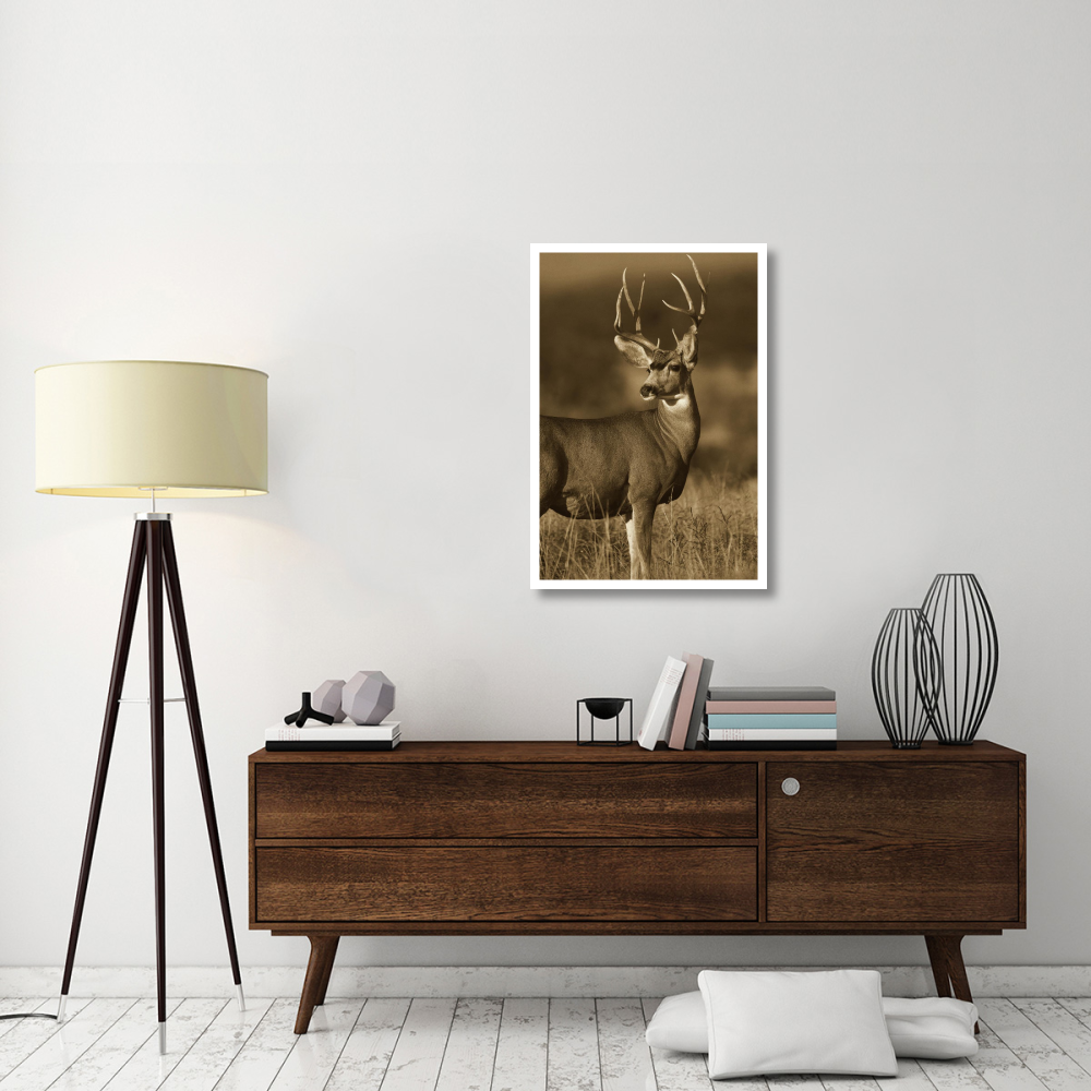 Mule Deer male in dry grass, North America - Sepia-Paper Art-26&quotx38"