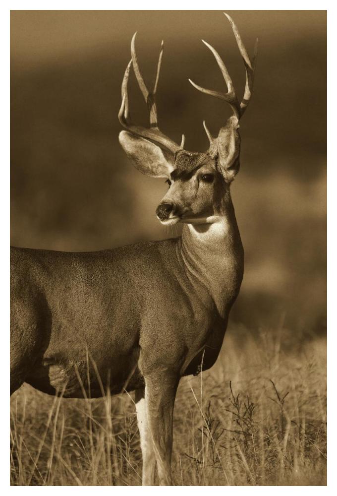 Mule Deer male in dry grass, North America - Sepia-Paper Art-34"x50"