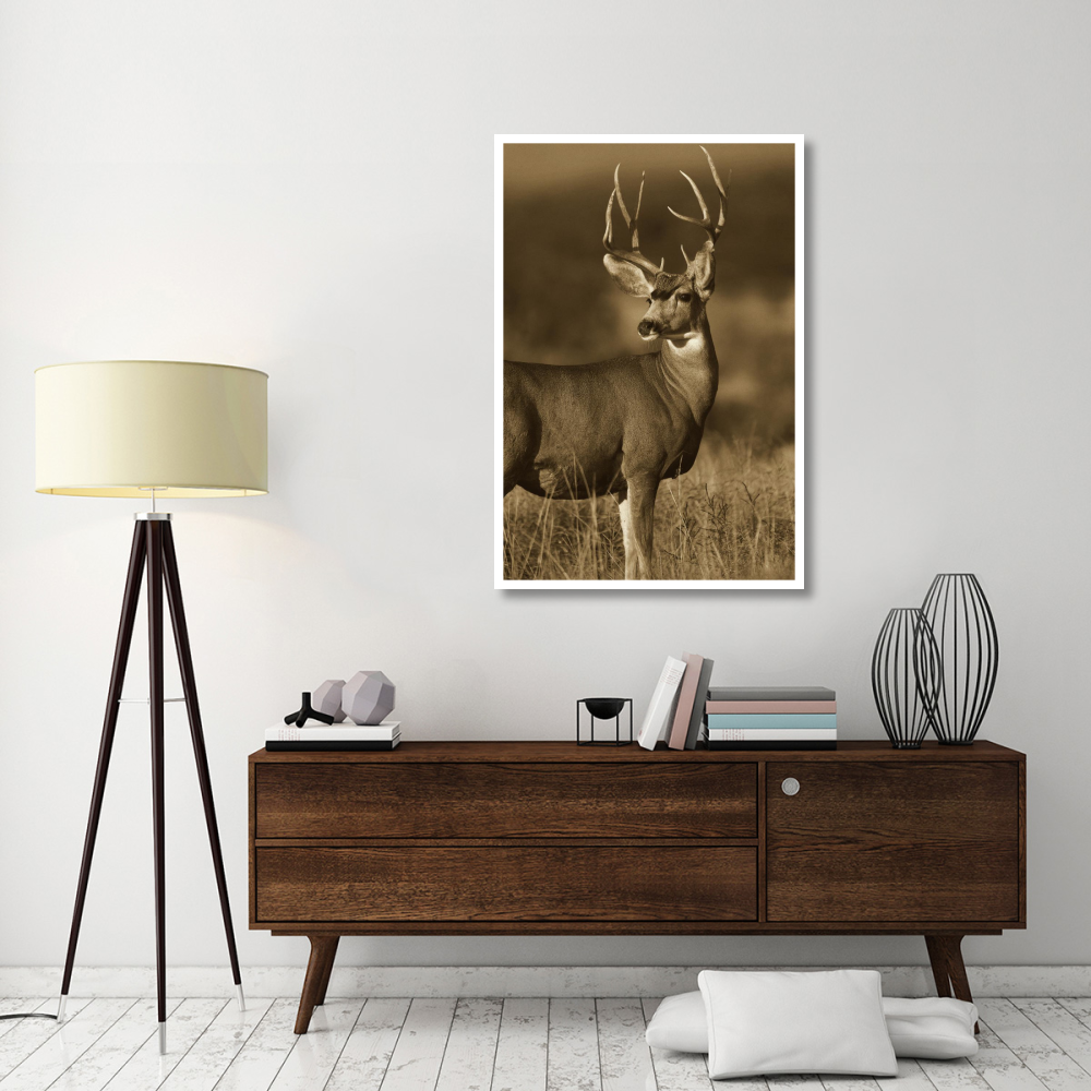 Mule Deer male in dry grass, North America - Sepia-Paper Art-34&quotx50"