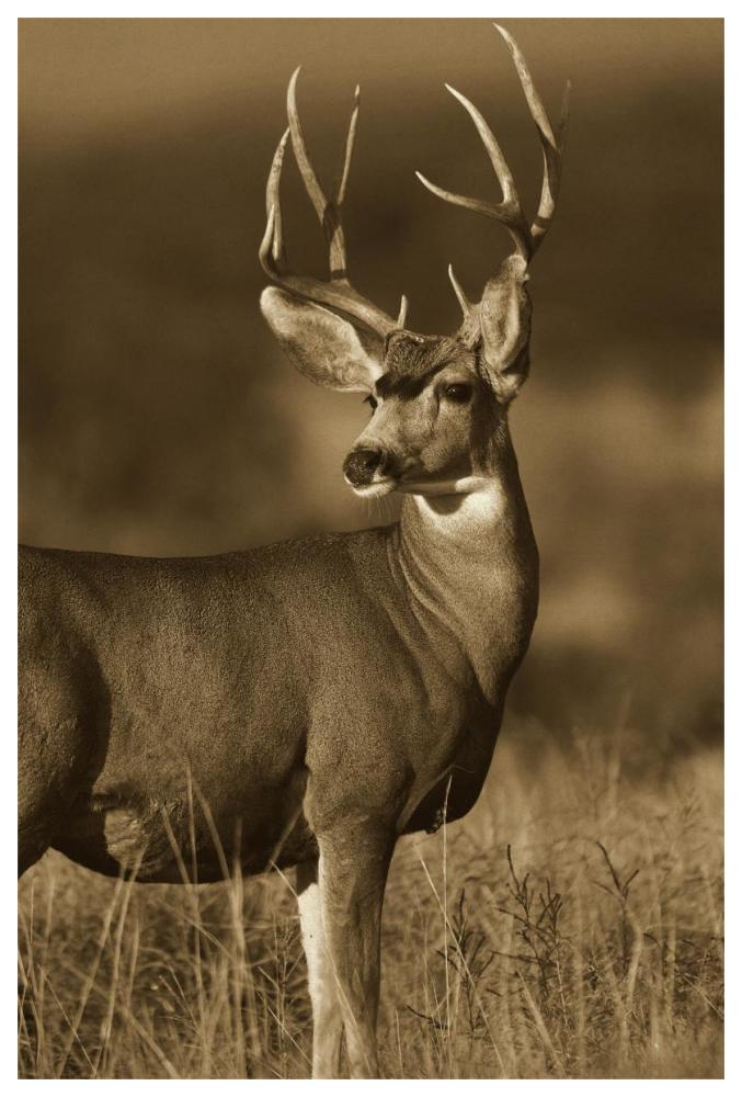 Mule Deer male in dry grass, North America - Sepia-Paper Art-42"x62"