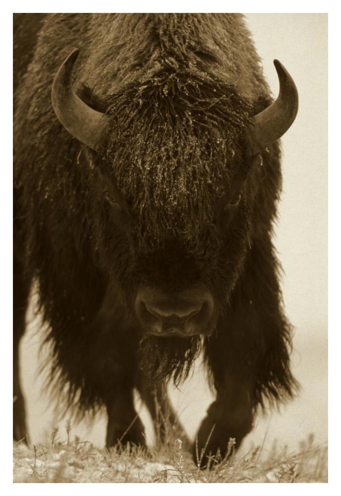 American Bison portrait in snow, North America-Paper Art-14"x20"