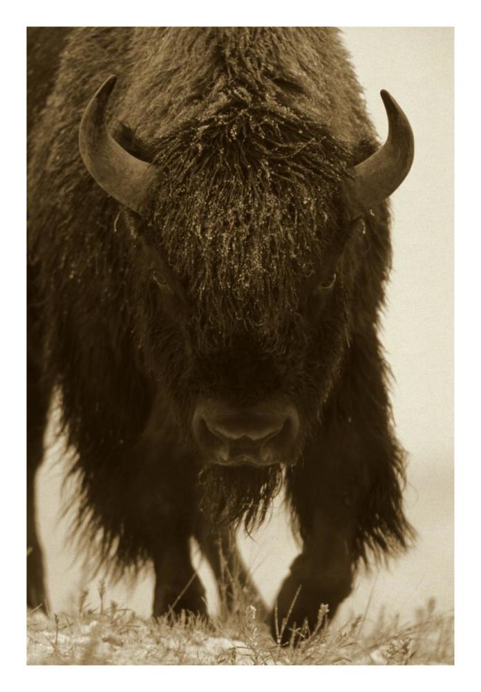 American Bison portrait in snow, North America-Paper Art-18"x26"