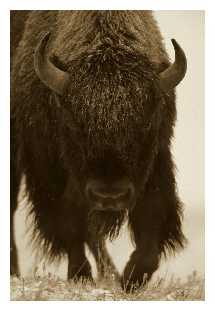 American Bison portrait in snow, North America-Paper Art-22"x32"