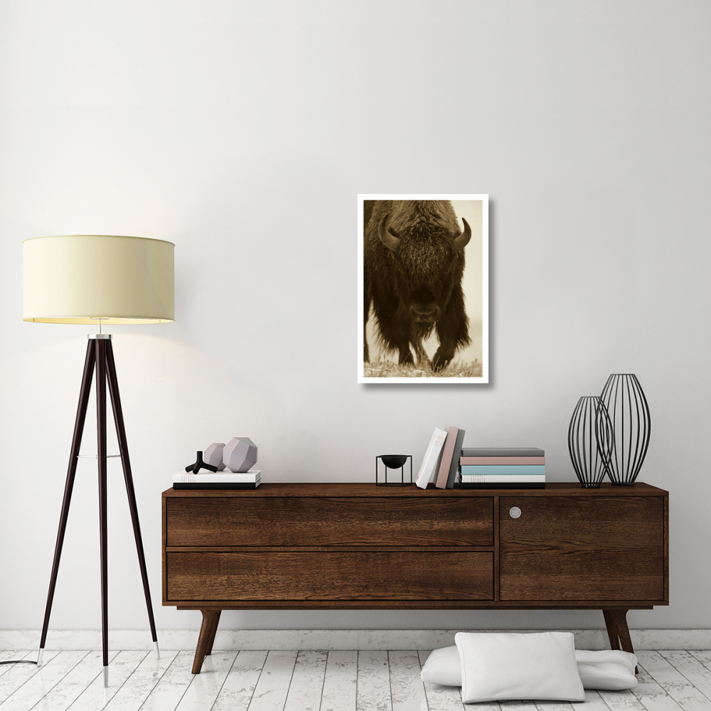 American Bison portrait in snow, North America-Paper Art-22&quotx32"