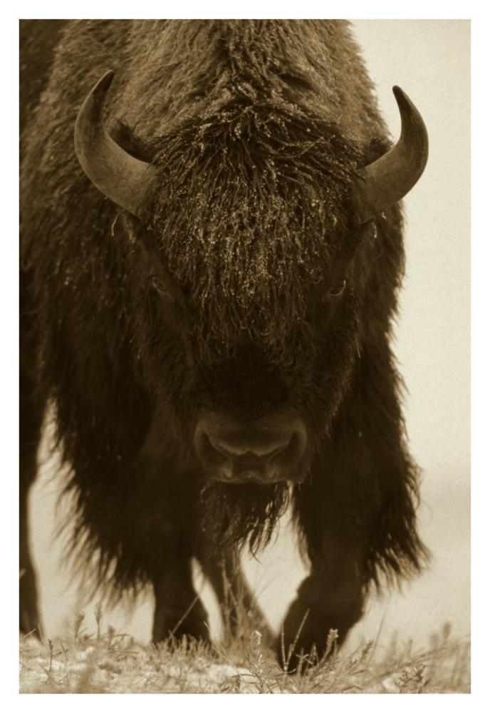 American Bison portrait in snow, North America-Paper Art-26"x38"