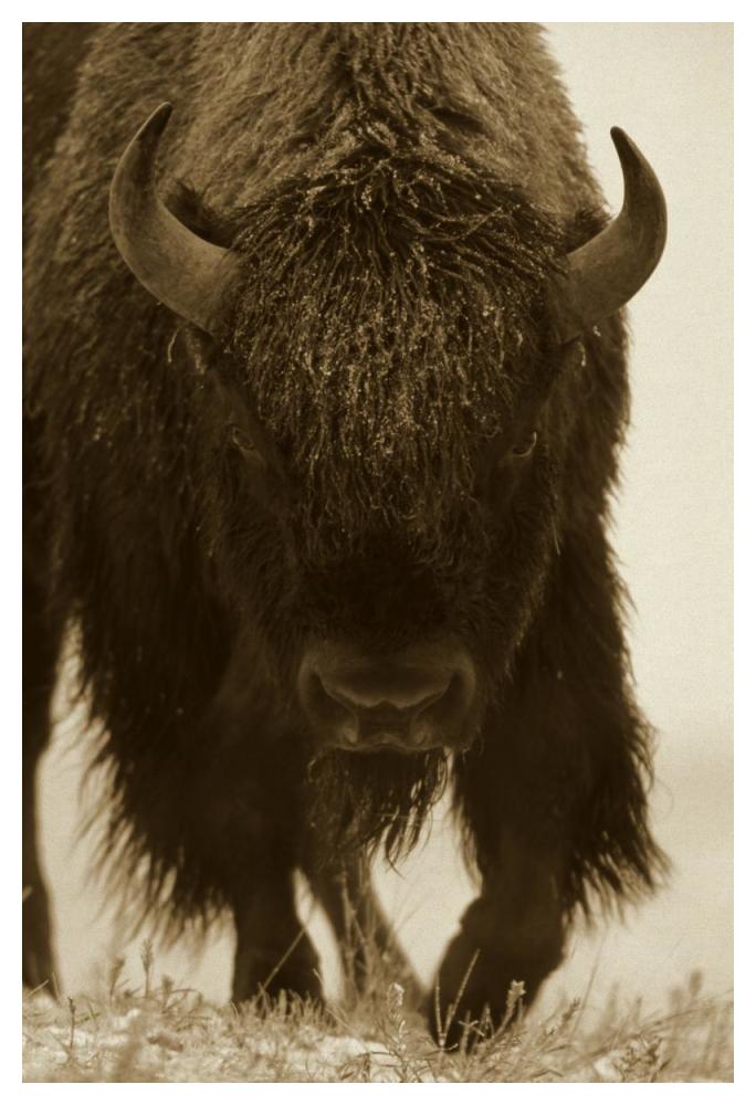 American Bison portrait in snow, North America-Paper Art-34"x50"