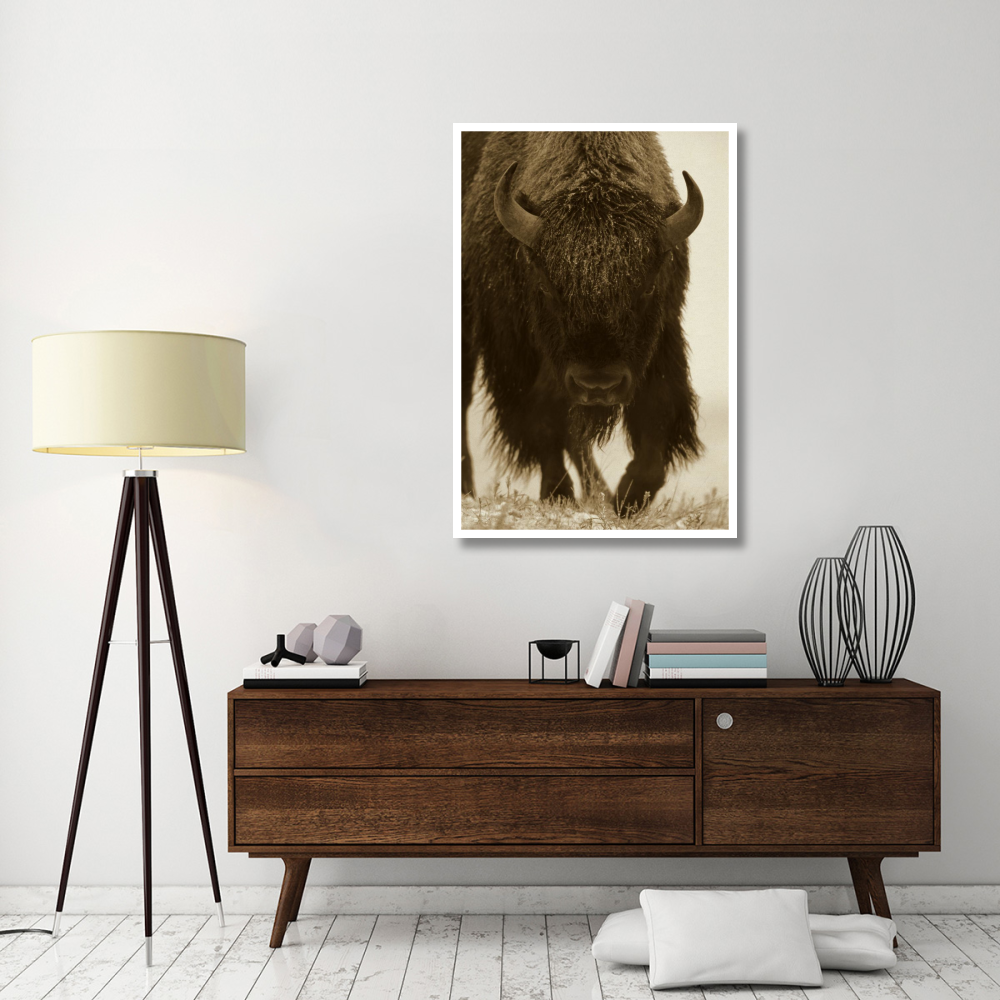 American Bison portrait in snow, North America-Paper Art-34&quotx50"