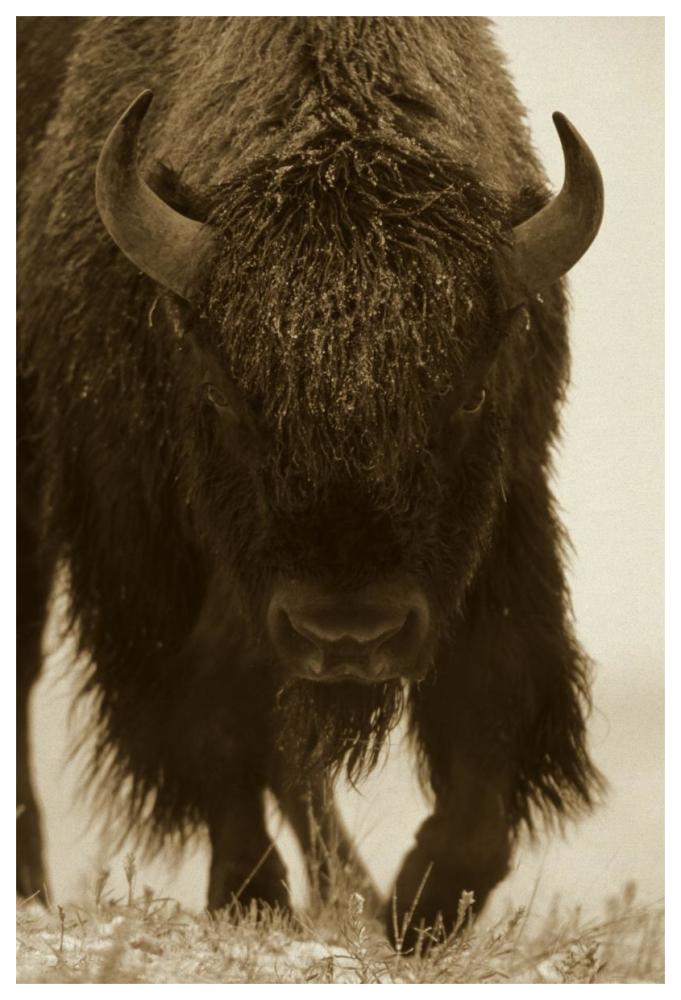 American Bison portrait in snow, North America-Paper Art-42"x62"