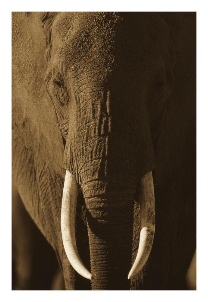 African Elephant male portrait with long tusks, Kenya-Paper Art-18"x26"