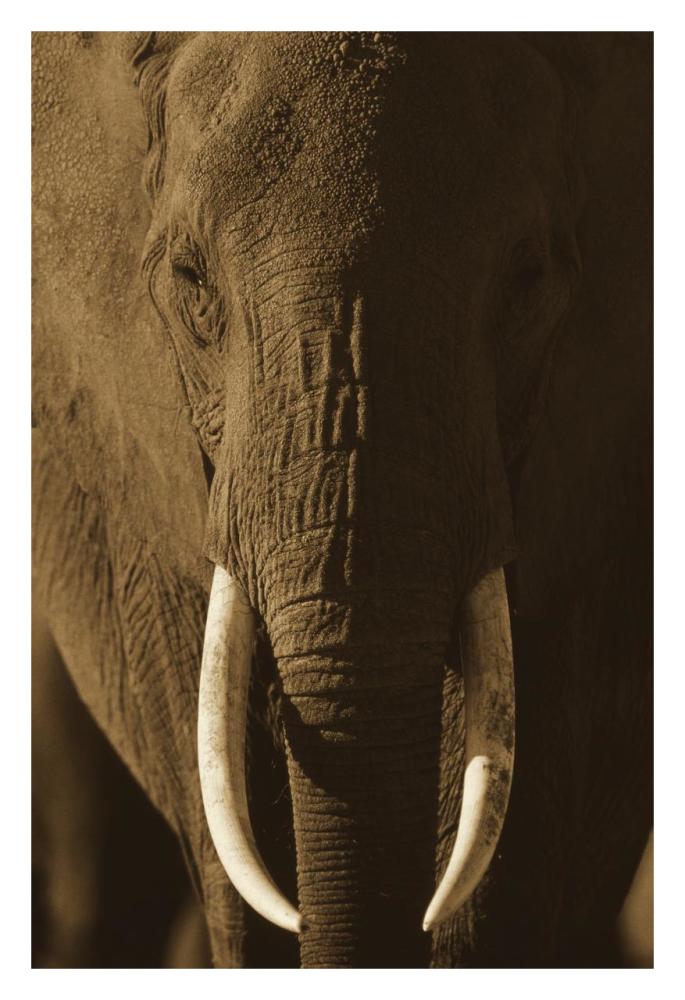 African Elephant male portrait with long tusks, Kenya-Paper Art-22"x32"