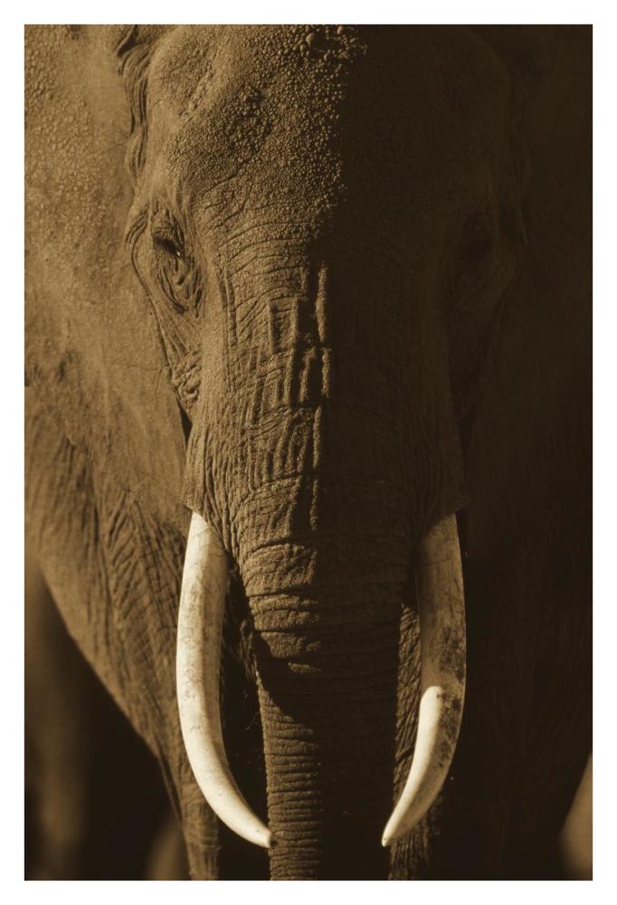 African Elephant male portrait with long tusks, Kenya-Paper Art-26"x38"
