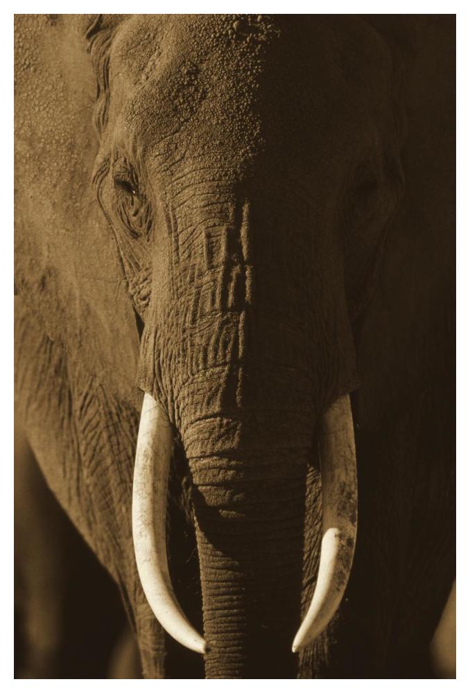 African Elephant male portrait with long tusks, Kenya-Paper Art-34"x50"