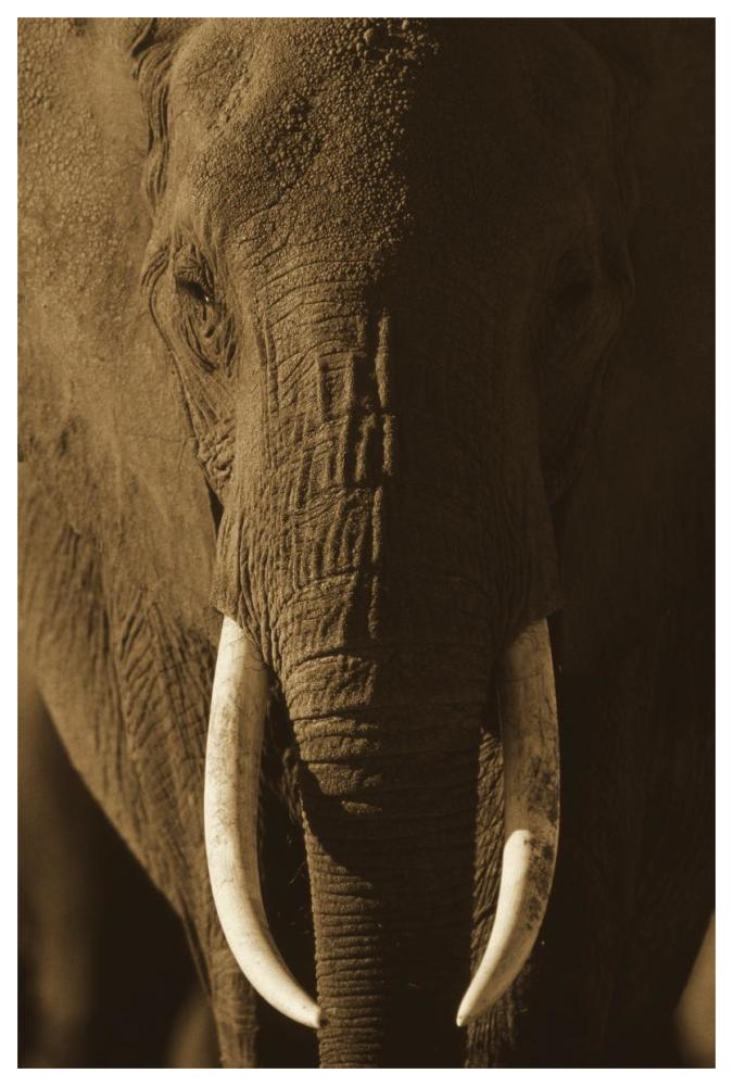 African Elephant male portrait with long tusks, Kenya-Paper Art-42"x62"