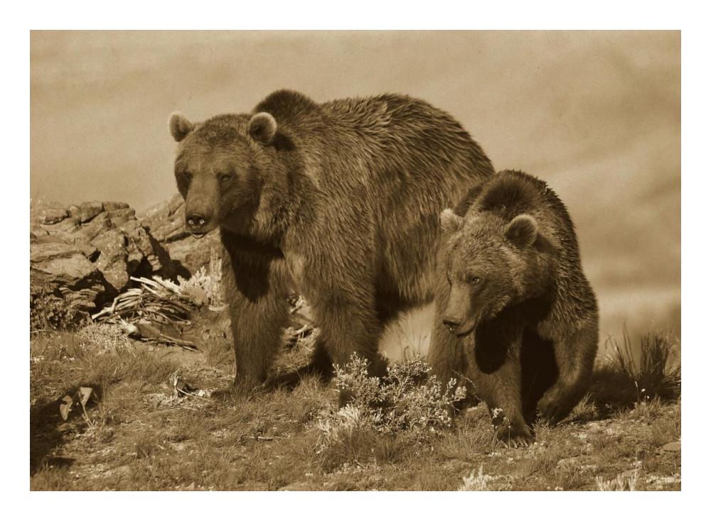 Grizzly Bear mother with a one year old cub, North America-Paper Art-24"x17.62"