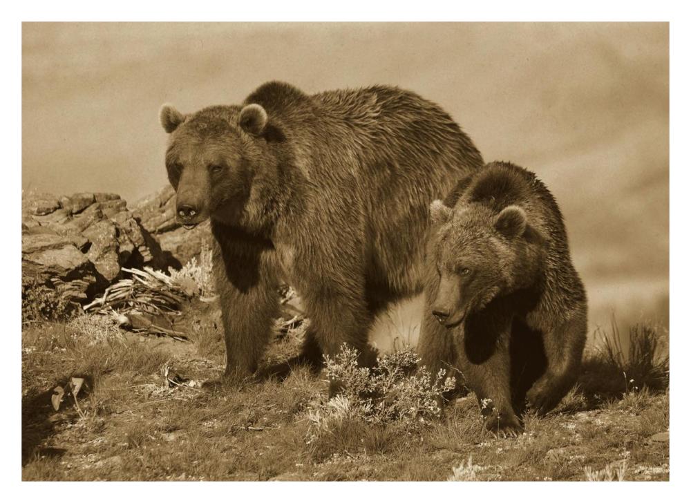 Grizzly Bear mother with a one year old cub, North America-Paper Art-32"x23.3"
