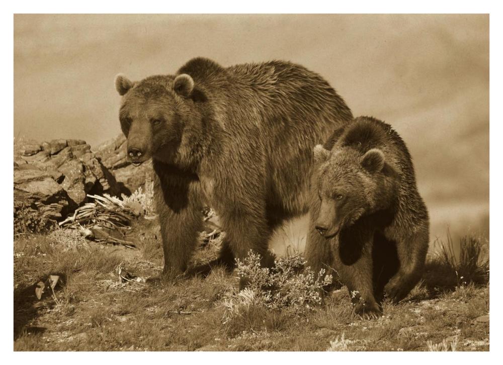 Grizzly Bear mother with a one year old cub, North America-Paper Art-38"x27.56"