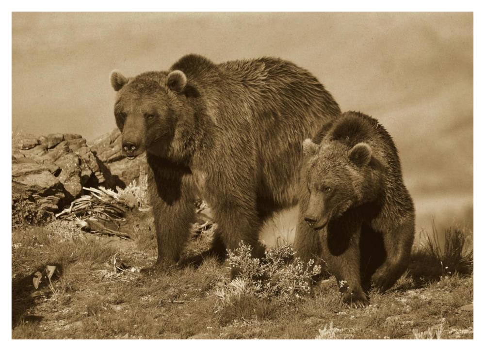 Grizzly Bear mother with a one year old cub, North America-Paper Art-42"x30.4"