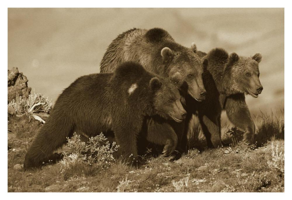 Grizzly Bear mother with two one year old cubs, North America-Paper Art-20"x14"