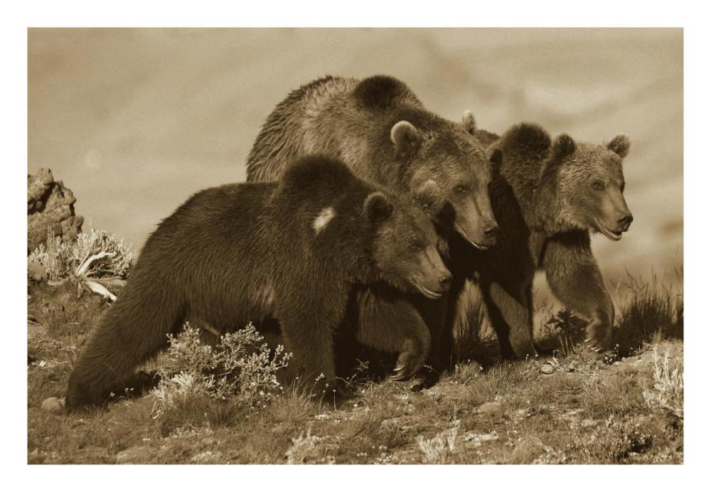 Grizzly Bear mother with two one year old cubs, North America-Paper Art-26"x18"