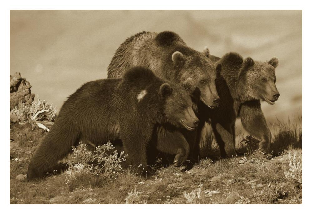 Grizzly Bear mother with two one year old cubs, North America-Paper Art-32"x22"