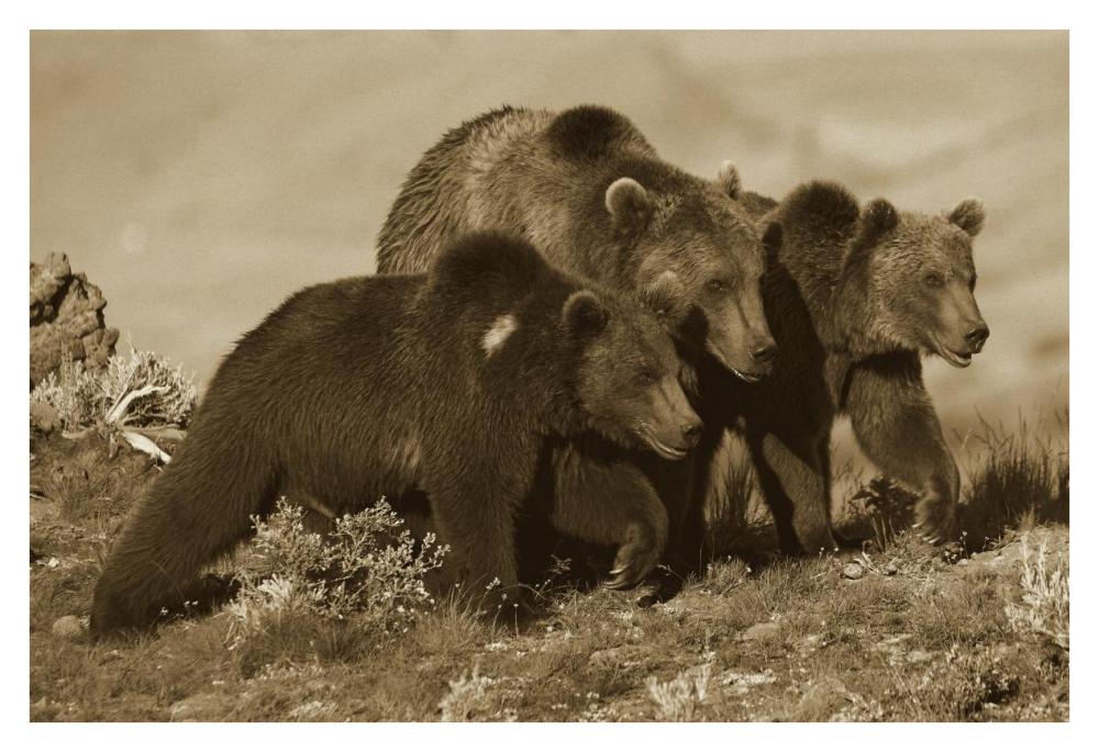 Grizzly Bear mother with two one year old cubs, North America-Paper Art-38"x26"