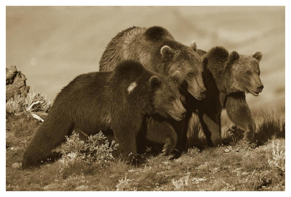 Grizzly Bear mother with two one year old cubs, North America-Paper Art-50"x34"