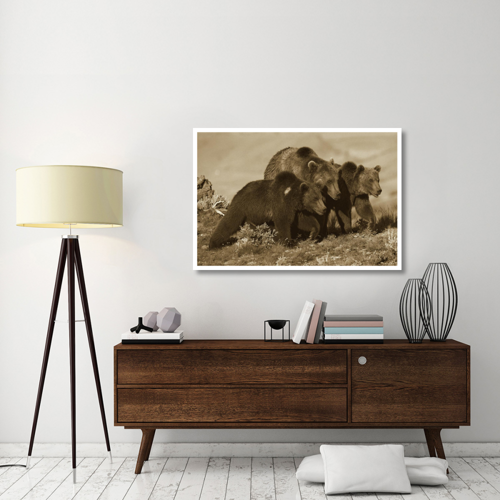 Grizzly Bear mother with two one year old cubs, North America-Paper Art-50&quotx34"