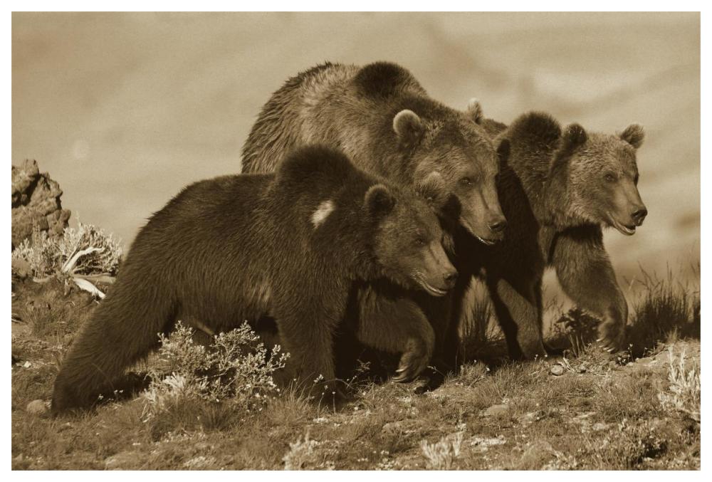 Grizzly Bear mother with two one year old cubs, North America-Paper Art-62"x42"