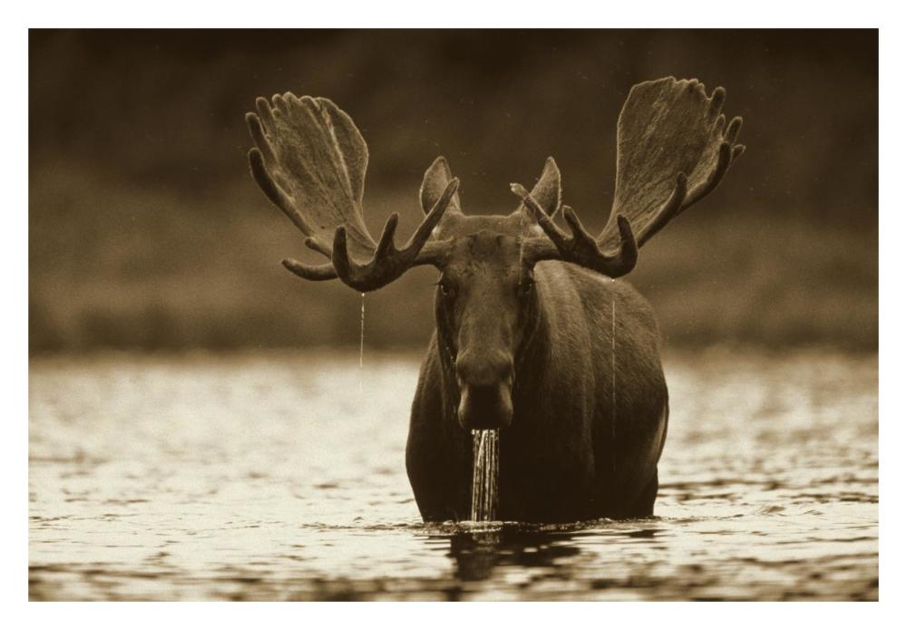 Moose male raising its head while feeding on the bottom of a lake, North America-Paper Art-32"x22"