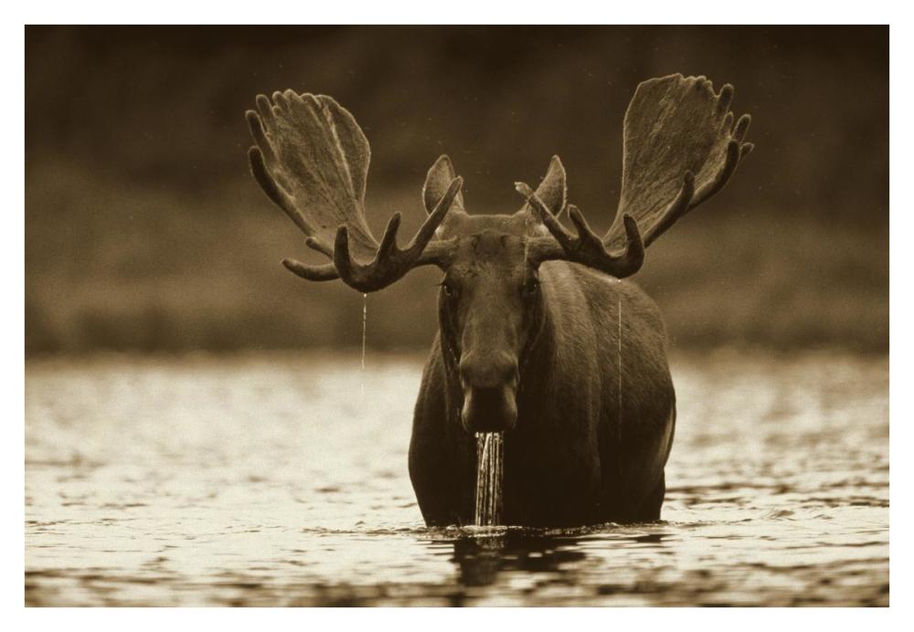Moose male raising its head while feeding on the bottom of a lake, North America-Paper Art-38"x26"