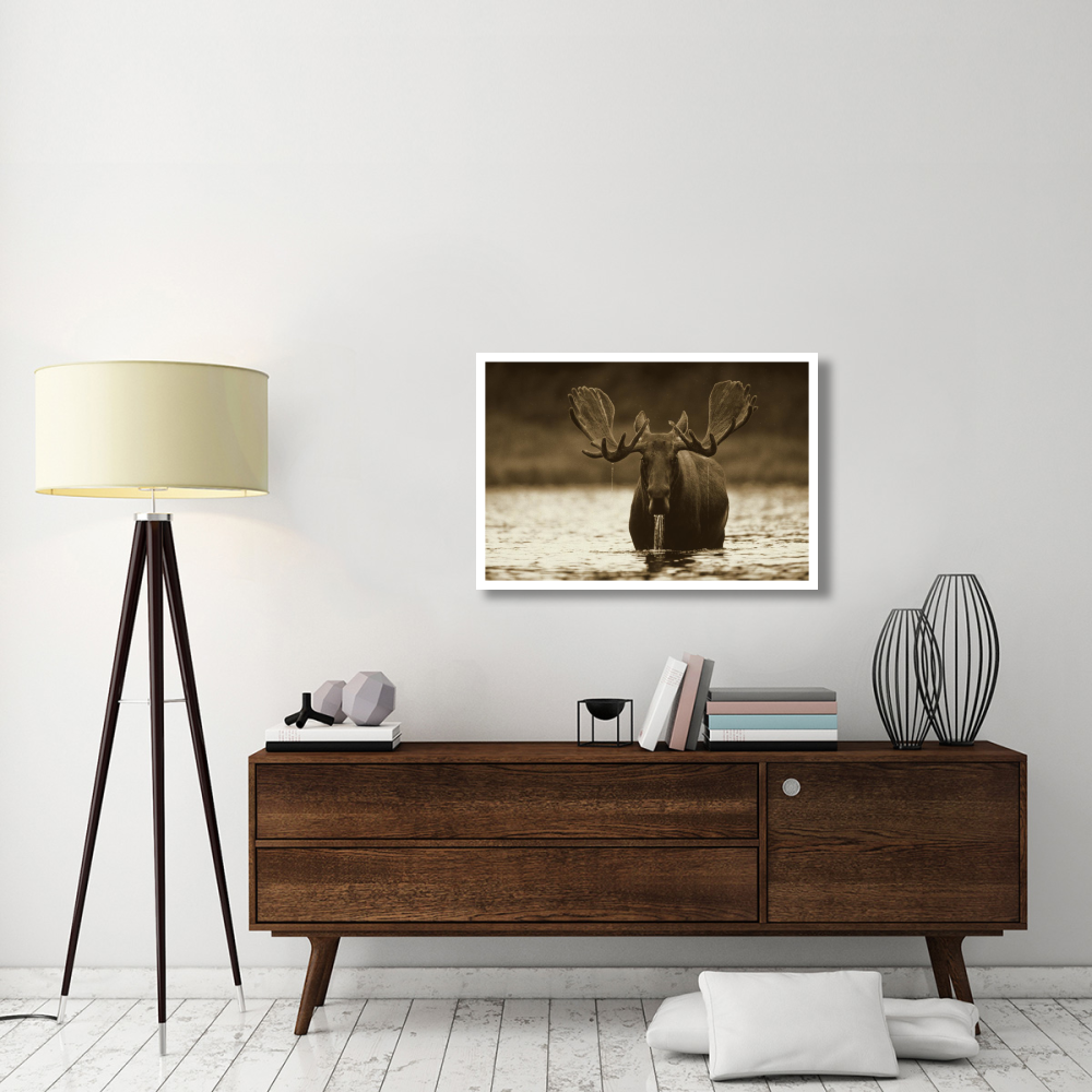 Moose male raising its head while feeding on the bottom of a lake, North America-Paper Art-38&quotx26"