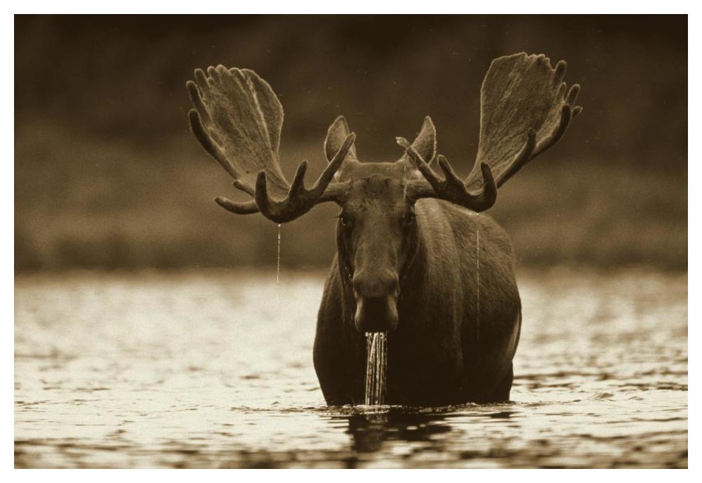 Moose male raising its head while feeding on the bottom of a lake, North America-Paper Art-50"x34"