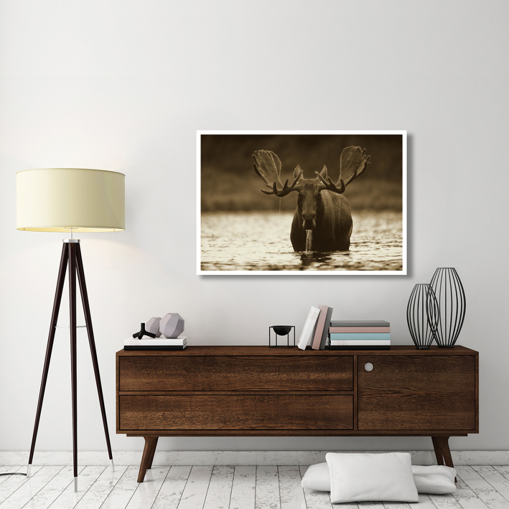 Moose male raising its head while feeding on the bottom of a lake, North America-Paper Art-50&quotx34"